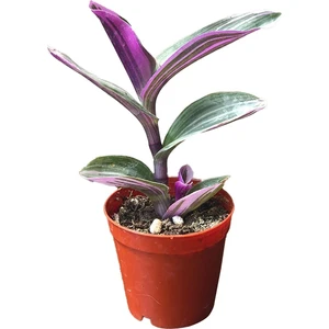 Tradescantia Zebrina (Telgraf Çiçeği Pembe)