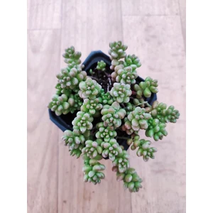 Ravza Sukulent Kaktüs Boncuk Sedum Sedum Rubrotinctum 6 Cm Saksıda