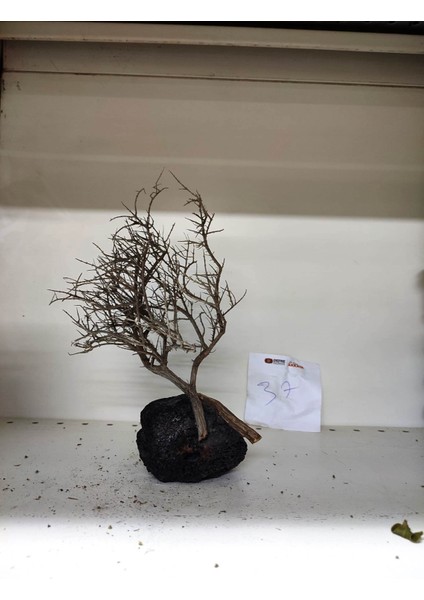 Özel Tasarım Akvaryum Dekoratif Ağaç Kaya 24*16 cm No:37