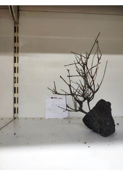 Özel Tasarım Akvaryum Dekoratif Ağaç Kaya 22*18 cm No 55