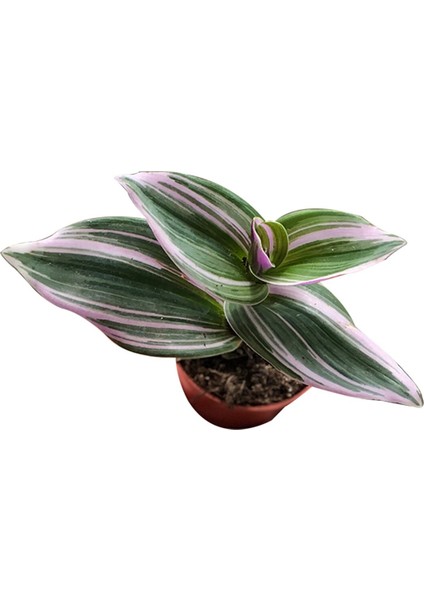 Tradescantia Zebrina (Telgraf Çiçeği Pembe)
