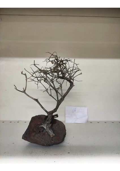 Özel Tasarım Akvaryum Dekoratif Ağaç Kaya 25*22 cm No 66