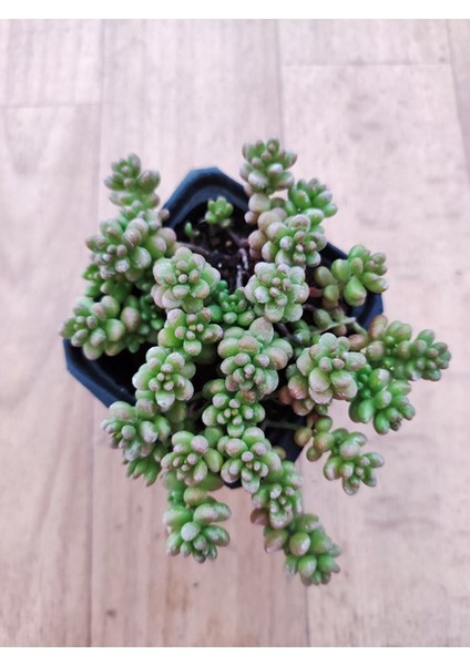Boncuk Sedum Sedum Rubrotinctum 6 Cm Saksıda
