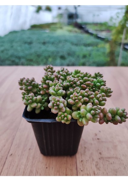 Boncuk Sedum Sedum Rubrotinctum 6 Cm Saksıda fiyatları