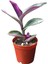 Tradescantia Zebrina (Telgraf Çiçeği Pembe) 1