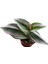 Tradescantia Zebrina (Telgraf Çiçeği Pembe) 2