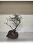 Özel Tasarım Akvaryum Dekoratif Ağaç Kaya 25*22 cm No 66 1