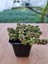 Boncuk Sedum Sedum Rubrotinctum 6 Cm Saksıda 2