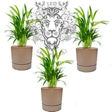 Leo Garden Begonya 3lü Saksı (9lt)