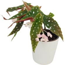 Fidanova Çilli Begonya Seramik Saksıda