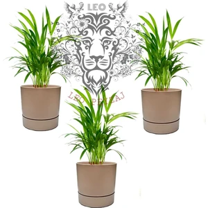 Leo Garden Begonya 3lü Saksı (3,3lt)