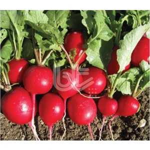Bursa Tohum Fındık Turp Cherry Turp Küçük