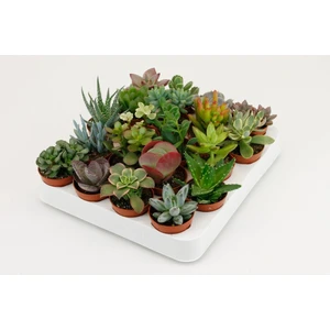 Egzotik Bahçe 20 Adet Sukulent Set Dolgun Formlu Çeşit
