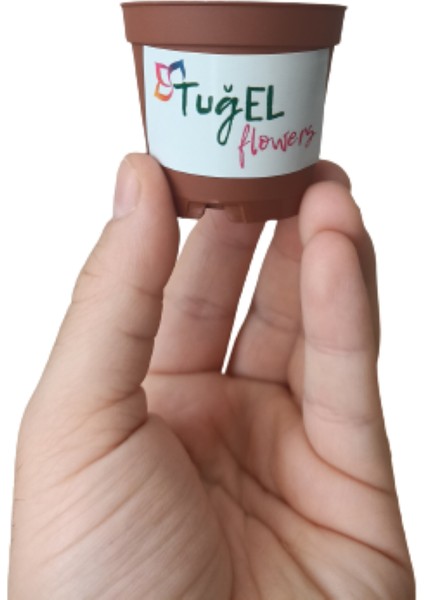 20 Adet Kaktüs&sukulent Üretim Saksısı (Mini Boy-5.5 Cm) modelleri