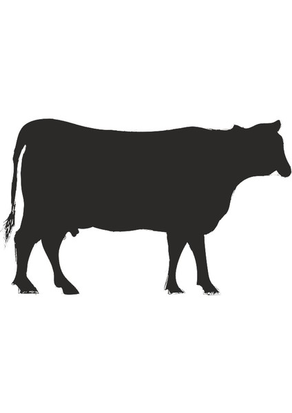 Inek Folyo Sticker 160CM Uzunluk