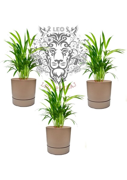 Begonya 3lü Saksı (3,3lt)