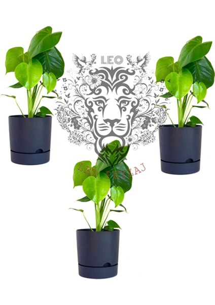 Begonya 3lü Saksı (9lt)