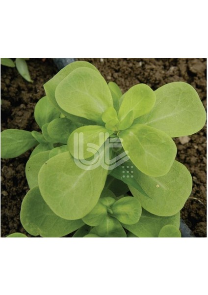 Semizotu Tohumu (Yeşil Kulak)