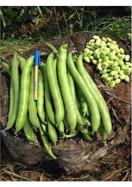 Bakla Tohumu Sakız Bakla Bursa