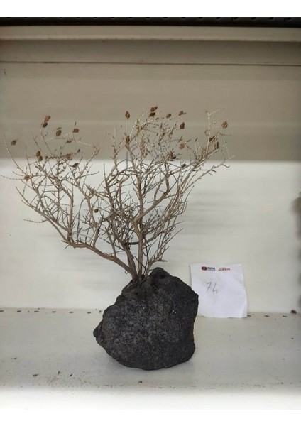 Özel Tasarım Akvaryum Dekoratif Ağaç Kaya 26 x 28 cm No 74