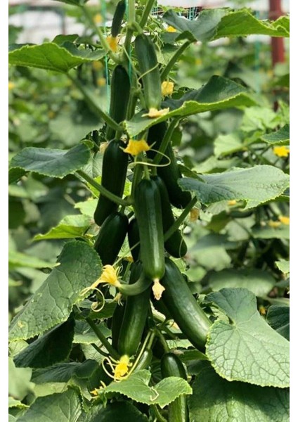 Yediveren Salatalık ( Hıyar ) Tohumu 25 gr fiyatları