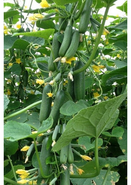 Yediveren Salatalık ( Hıyar ) Tohumu 25 gr modelleri