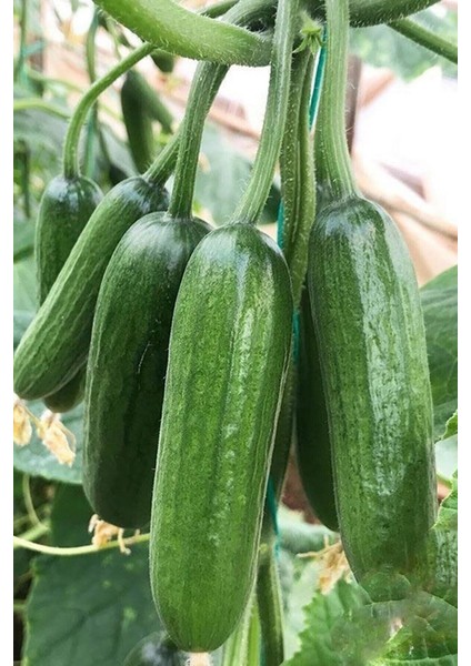 Yediveren Salatalık ( Hıyar ) Tohumu 25 gr fırsatları
