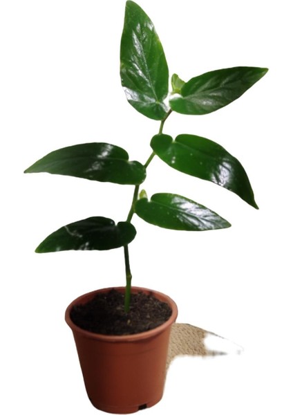 Begonıa Söğüt 25-35 cm