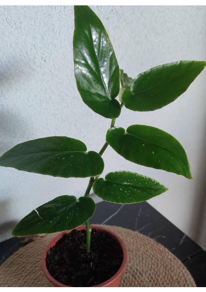 Begonıa Söğüt 25-35 cm