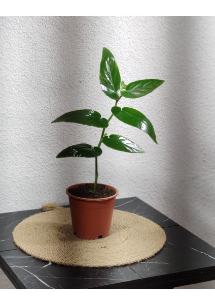 Begonıa Söğüt 25-35 cm