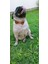Köpek kolyesi hakiki deri papyon kahverengi taba çıtçıt ayarlı boyun ölçüsü:25-40cm ayarlamalı dog collar PYN-5T 2