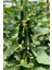 Yediveren Salatalık ( Hıyar ) Tohumu 25 gr 2