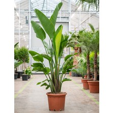 Starliçe (Cennet Kuşu Çiçeği) Strelitzia Nicolai 60 cm