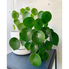 Pilea Peperomioides - Para Bitkisi 20-40 cm