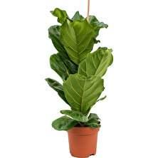 Tnc Ficus Lyrata - Keman Yapraklı Kauçuk 60-80 cm