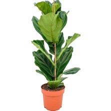 Tnc Ficus Lyrata - Keman Yapraklı Kauçuk 60-80 cm