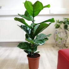 Tnc Ficus Lyrata - Keman Yapraklı Kauçuk 60-80 cm