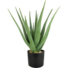 Aloe Vera – Sarı Sabır