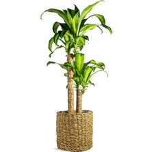 Dracena Massengena 2’li 100-120 cm