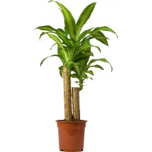 Dracena Massengena 2’li 100-120 cm