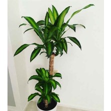 Dracena Massengena 2’li 100-120 cm