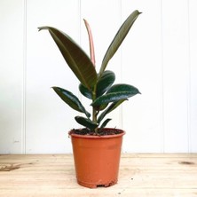 Tnc Kauçuk – Ficus Elastica 40- 60 cm