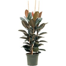 Tnc Kauçuk – Ficus Elastica 40- 60 cm