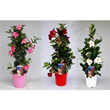 Mandevilla Sarmaşığı 3'lü Set 80-100 cm