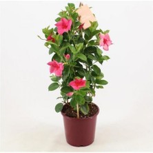 Mandevilla Sarmaşığı - Pembe 80-100 cm