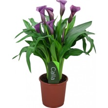 Gala –gelin Çiçeği (Calla Lily) -Mor