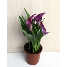 Gala –gelin Çiçeği (Calla Lily) -Mor