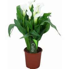 Gala –gelin Çiçeği (Calla Lily) - Beyaz