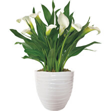 Gala –gelin Çiçeği (Calla Lily) - Beyaz