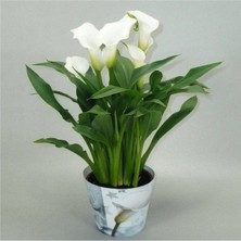 Gala –gelin Çiçeği (Calla Lily) - Beyaz